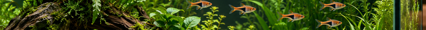 Natürlich eingerichtetes Süsswasseraquarium mit grünen Wasserpflanzen, Wurzeln, hellem Sand und Keilfleckbärblingen