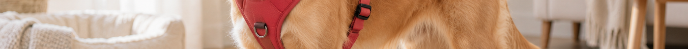 Cane con pettorina rossa accanto a un metro a nastro su un pavimento di legno chiaro.