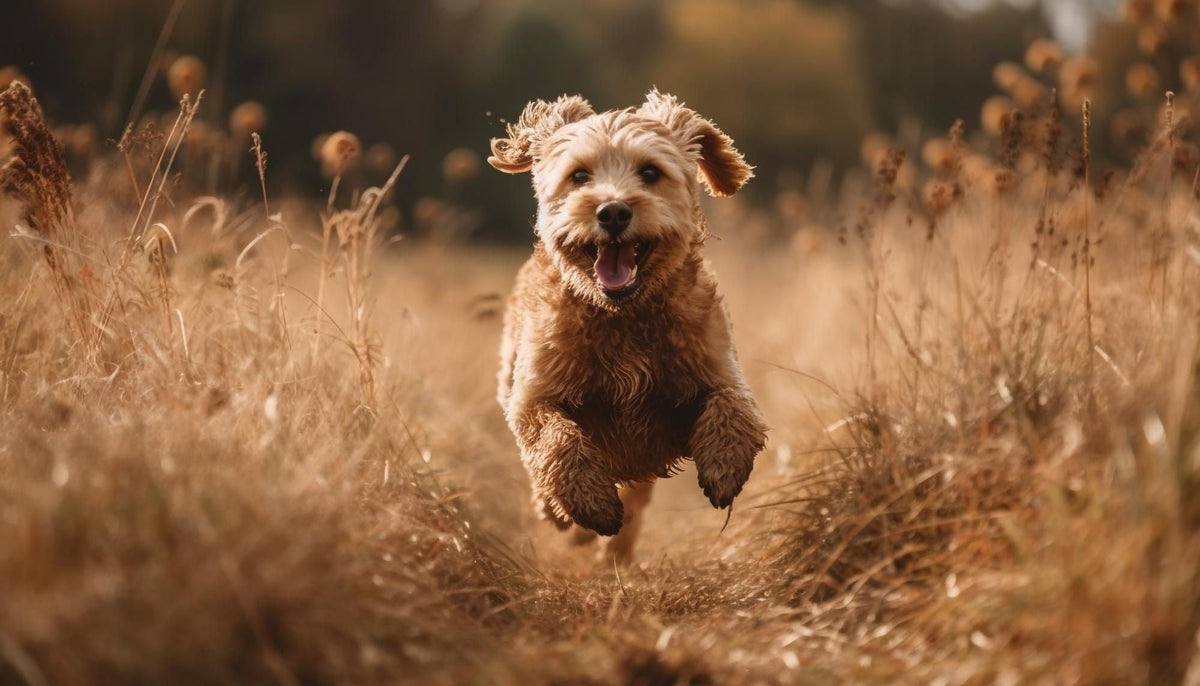 Wie viel Bewegung braucht mein Hund?