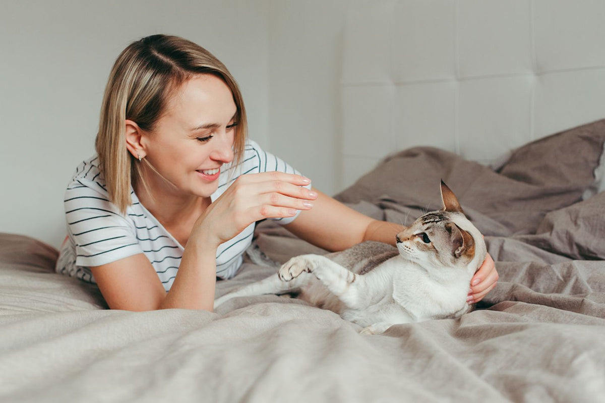 Sorge für deine Katze richtig vor