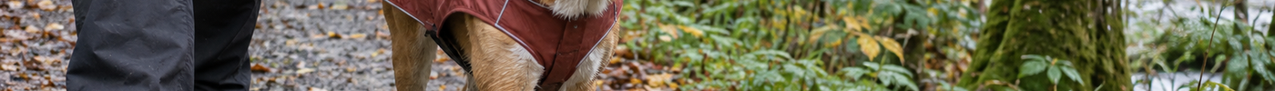 Hund mit rotem Regenmantel an der Leine auf einem feuchten, laubbedeckten Waldweg im Herbst.