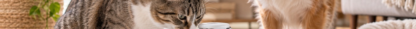 Trinkbrunnen für Katzen und Hunde: Vorteile, Auswahl, Reinigung & Tipps