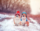 Haustiere im Winter richtig schĂŒtzen â Tipps fĂŒr kalte Tage