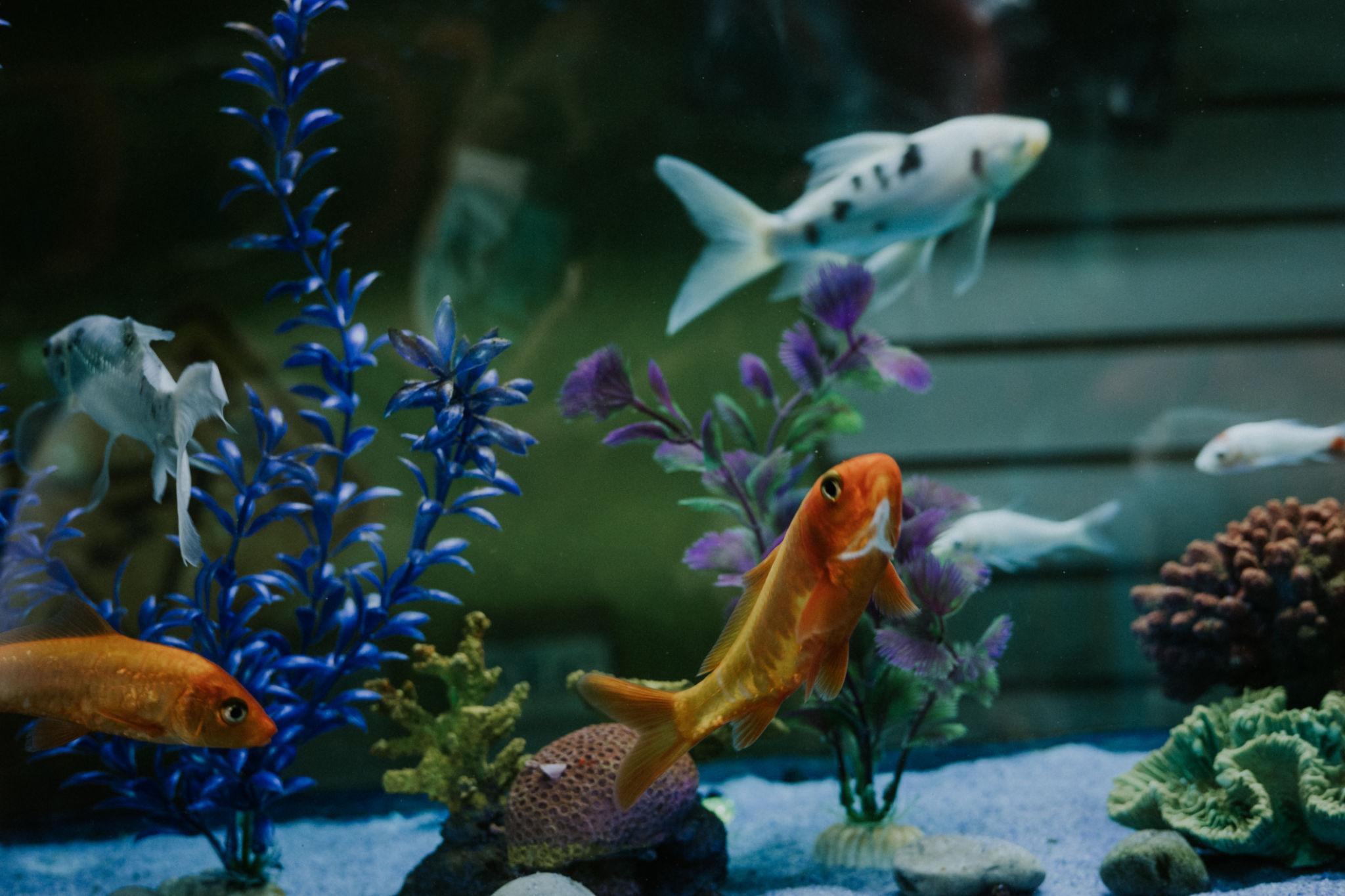 Aquarium für Anfänger – Schritt für Schritt zum ersten Aquarium
