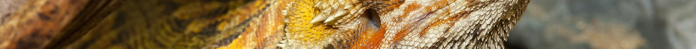 Bartagame Haltung für Anfänger – Temperatur, Futter & Terrarium