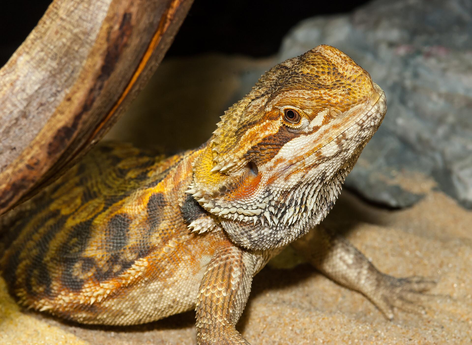 Bartagame Haltung für Anfänger – Temperatur, Futter & Terrarium