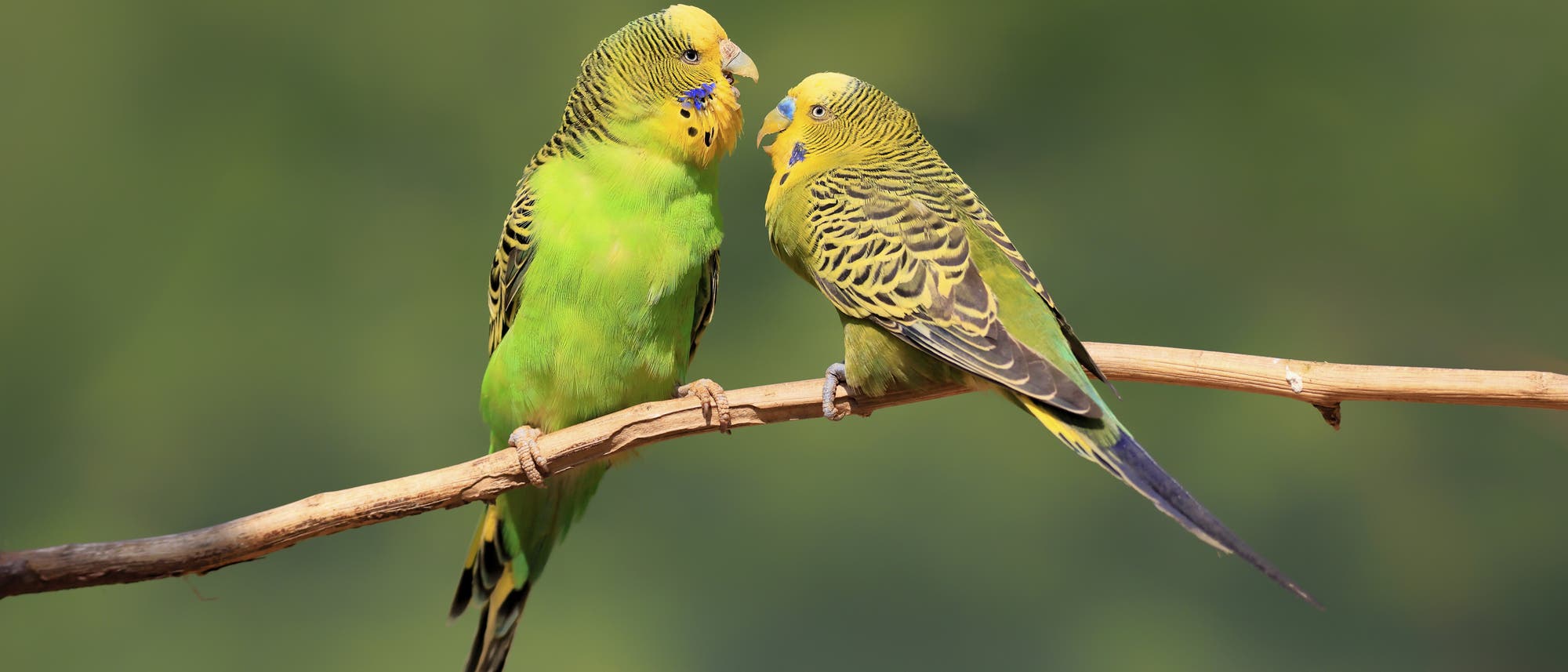 Glückliche Vögel – 7 Tipps für artgerechte Vogelhaltung & Beschäftigung