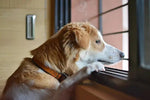 Hund alleine zuhause – Tipps gegen Trennungsangst