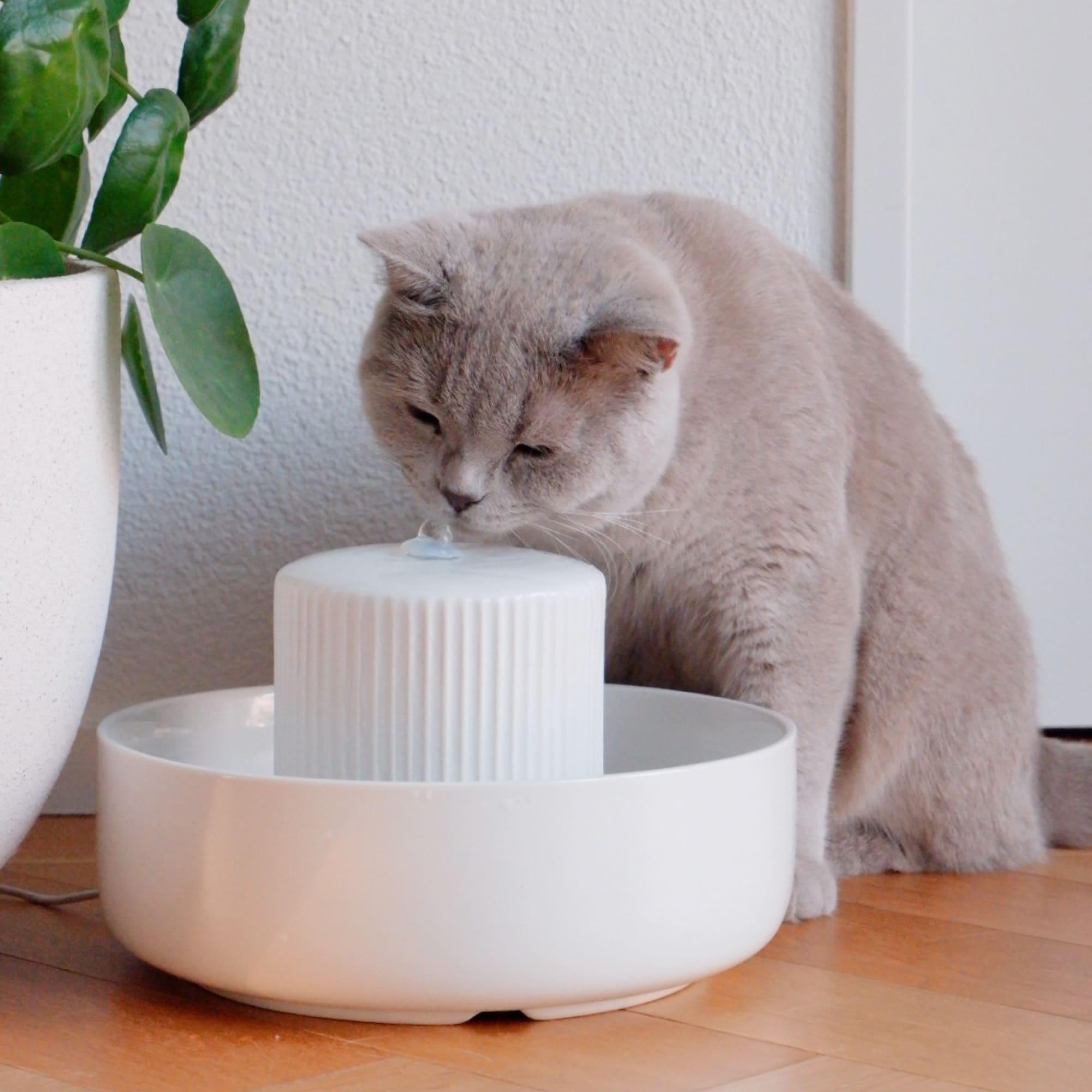 Die besten Katzen Trinkbrunnen