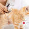 Tierkrankenversicherung Schweiz – Warum sich Animalia für Hunde & Katzen lohnt
