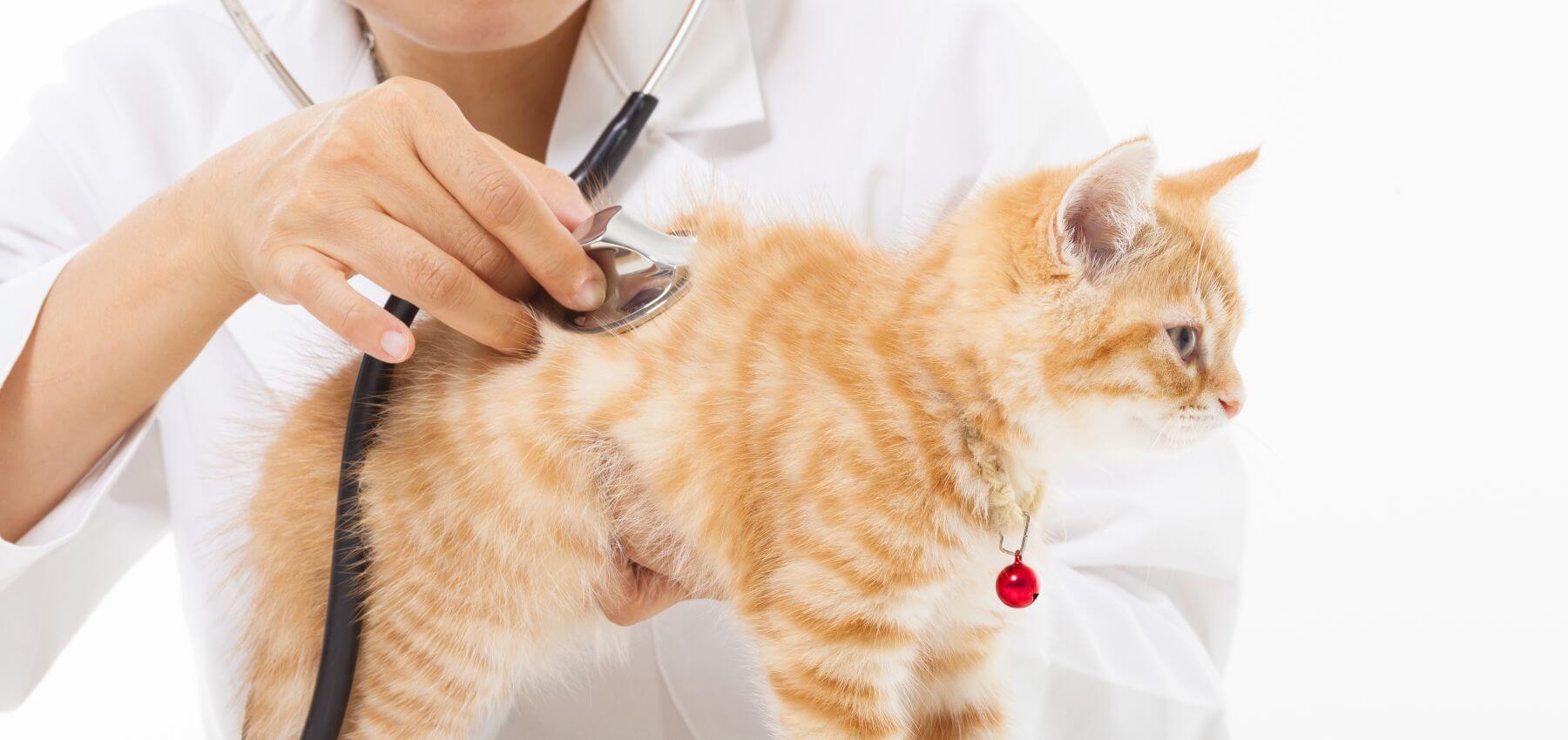 Tierkrankenversicherung Schweiz – Warum sich Animalia für Hunde & Katzen lohnt