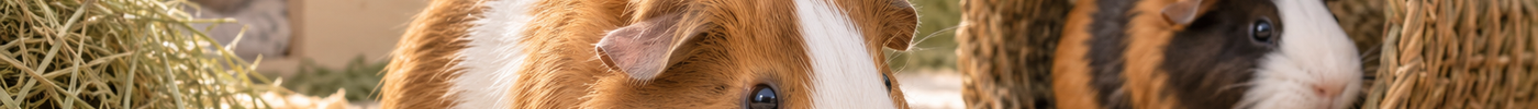 Kaninchen und Meerschweinchen beschäftigen: 7 einfache Ideen