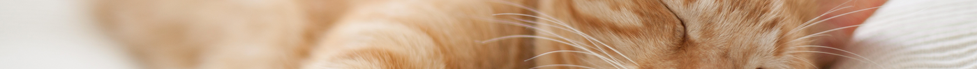 Warum Katzen so viel schlafen – und was das über ihre Gesundheit verrät