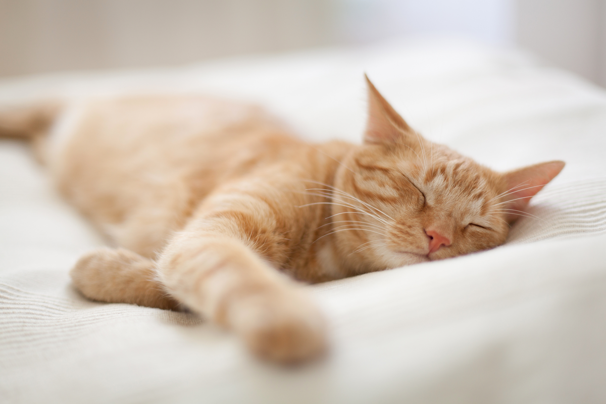 Warum Katzen so viel schlafen – und was das über ihre Gesundheit verrät