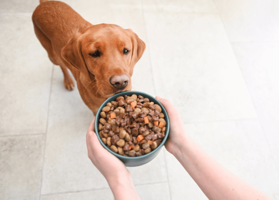 10 häufige Fehler bei der Hundefütterung – und wie du sie vermeidest