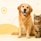 Hund und Katze zur Tierversicherung in der Schweiz – Purrfect Pets und Animalia