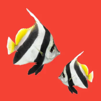 Zwei tropische Zierfische vor rotem Hintergrund – Symbolbild für die Kategorie Fische & Aquaristik im Onlineshop.