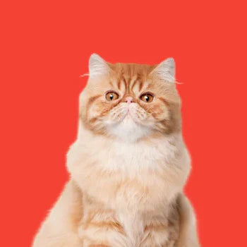 Süsse rote Perserkatze mit langem Fell vor knallrotem Hintergrund – Porträt einer Hauskatze für Katzenliebhaber