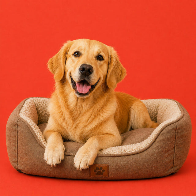 Cane dalmata su sfondo rosso – articoli e alimenti per cani da Purrfect Pets Svizzera