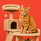 Gatto persiano rosso dal pelo lungo su sfondo rosso vivo – ritratto di un gatto domestico