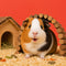 Nager und Kleintiere – Kategorie Nager bei Purrfect Pets Schweiz