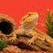 Reptilien – Kategorie Reptilien bei Purrfect Pets Schweiz