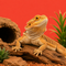 Reptilien