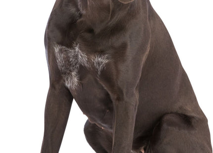 Schwarze Pfotenschutz-Ärmel für aktive Hunde, 2 Stück