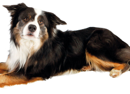 Trixie Bandagen selbsthaftend 5 cm 4 5 m 4 Stk