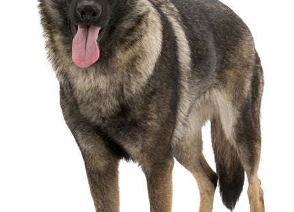 Trixie 2 Pfotenschutz Walker Active 2 Stk. Schützende Hundepfotenstulpen für aktive Hunde