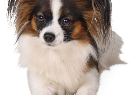 Trixie 2 Walker Care Comfort Schutzstiefel aus Nylon