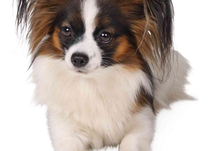 Trixie 2 Walker Care Comfort Schutzstiefel aus Nylon