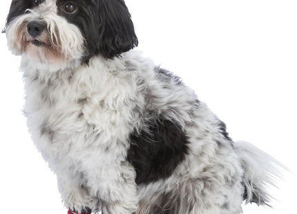 Anti-Rutsch Hundesocken in Grau, 2 Stück, von Trixie