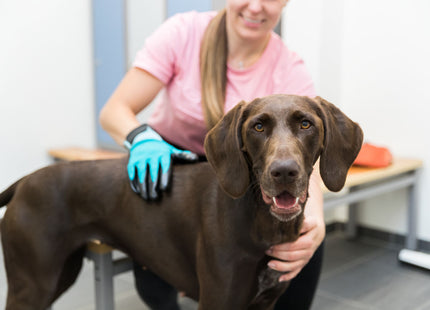 Trixie Fellpflege-Handschuhe aus Nylon und Gummi für Haustiere, 1 Paar
