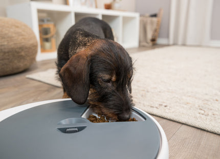 Automatischer Futterspender für Haustiere in Weissgrau