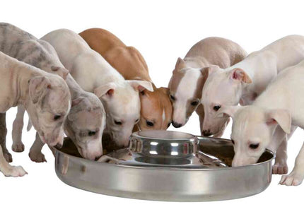 Trixie Welpennapf aus Edelstahl mit einem Durchmesser von 38 cm