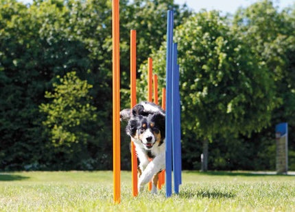Trixie Agility-Parcours mit 12 Stangen für Hundetraining