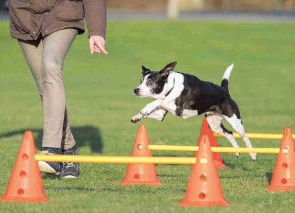 Trainingsspass für Hunde: Gelb-oranges Hindernis-Set von Trixie Dog Activity