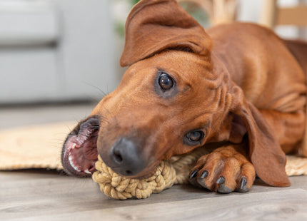 Trixie BE NORDIC Spieltau mit Ball - hochwertiges Spielzeug für Hunde