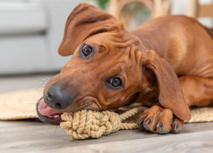 Trixie BE NORDIC Spieltau mit Ball - hochwertiges Spielzeug für Hunde