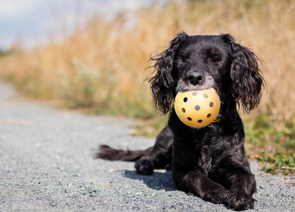 Trixie Lochball mit Schelle aus Naturgummi, Ø 7 cm - Spielzeug für Katzen