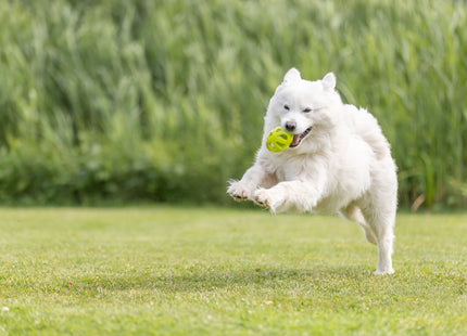 Trixie Wabenrugby, TPE, lime