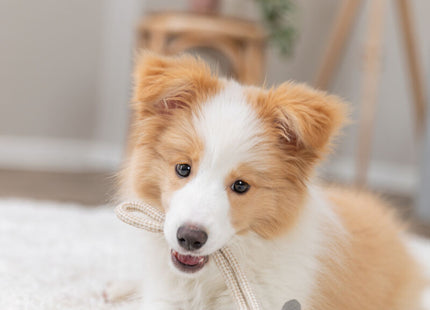 Trixie Monster am Tau – Hundespielzeug, Leder 47cm