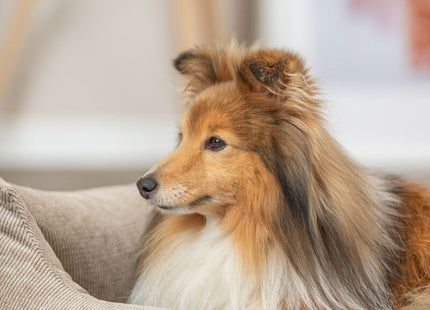 Trixie Bett Matteo - Hundebett eckig sand 80x60cm