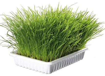 Trixie Biogras Schale 100 g - Natürliches Katzengras für die Gesundheit und das Wohlbefinden Ihrer Katze