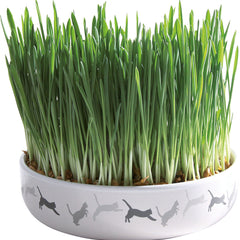 Trixie Keramikschale – Katzengras, ø15×4 cm