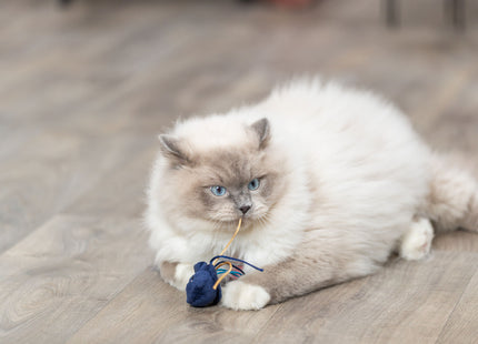 Trixie Meerestiere - Plüschspielzeug mit Katzenminze