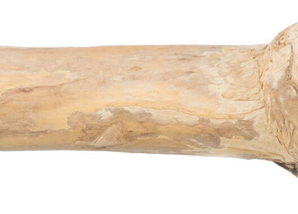 Trixie Sitzstange - Kaffeeholz, 20cm, Schraubbefestigung