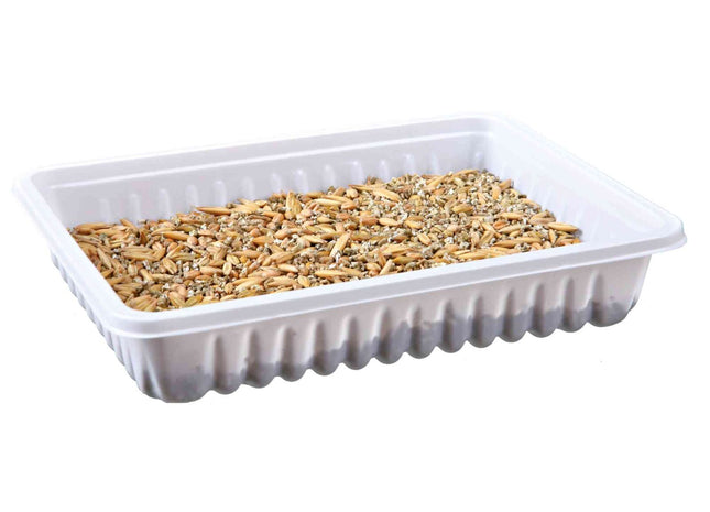 Trixie Nagergras in Schale, 100 g - hochwertiges Futter für Nager und Kleintiere