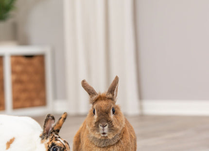 Trixie Kaninchen-Spiel Snack Board – Kunststoff, ø20cm